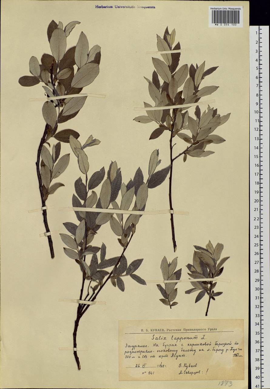 Salix lapponum, Siberia, Western Siberia (S1) (Russia)