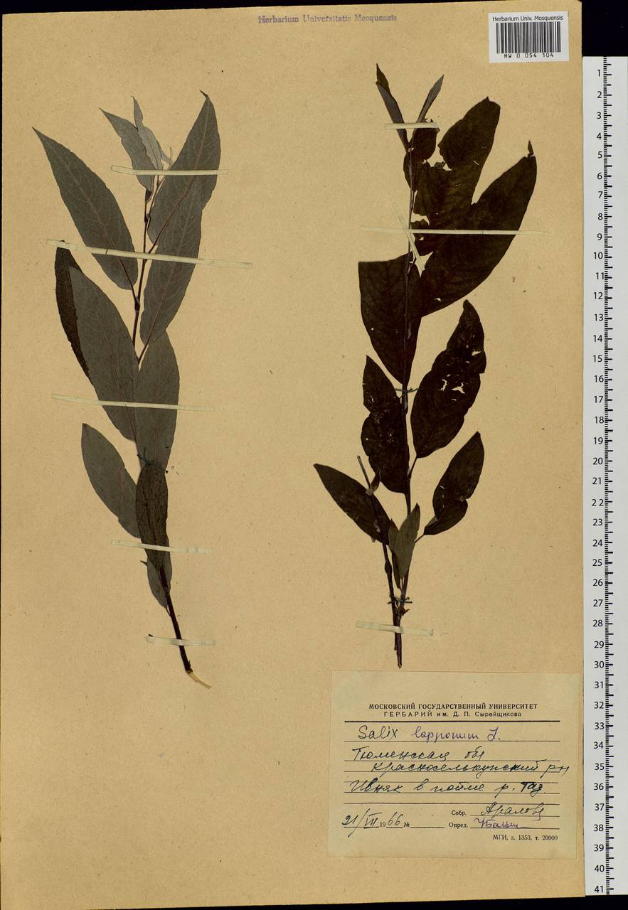 Salix lapponum, Siberia, Western Siberia (S1) (Russia)