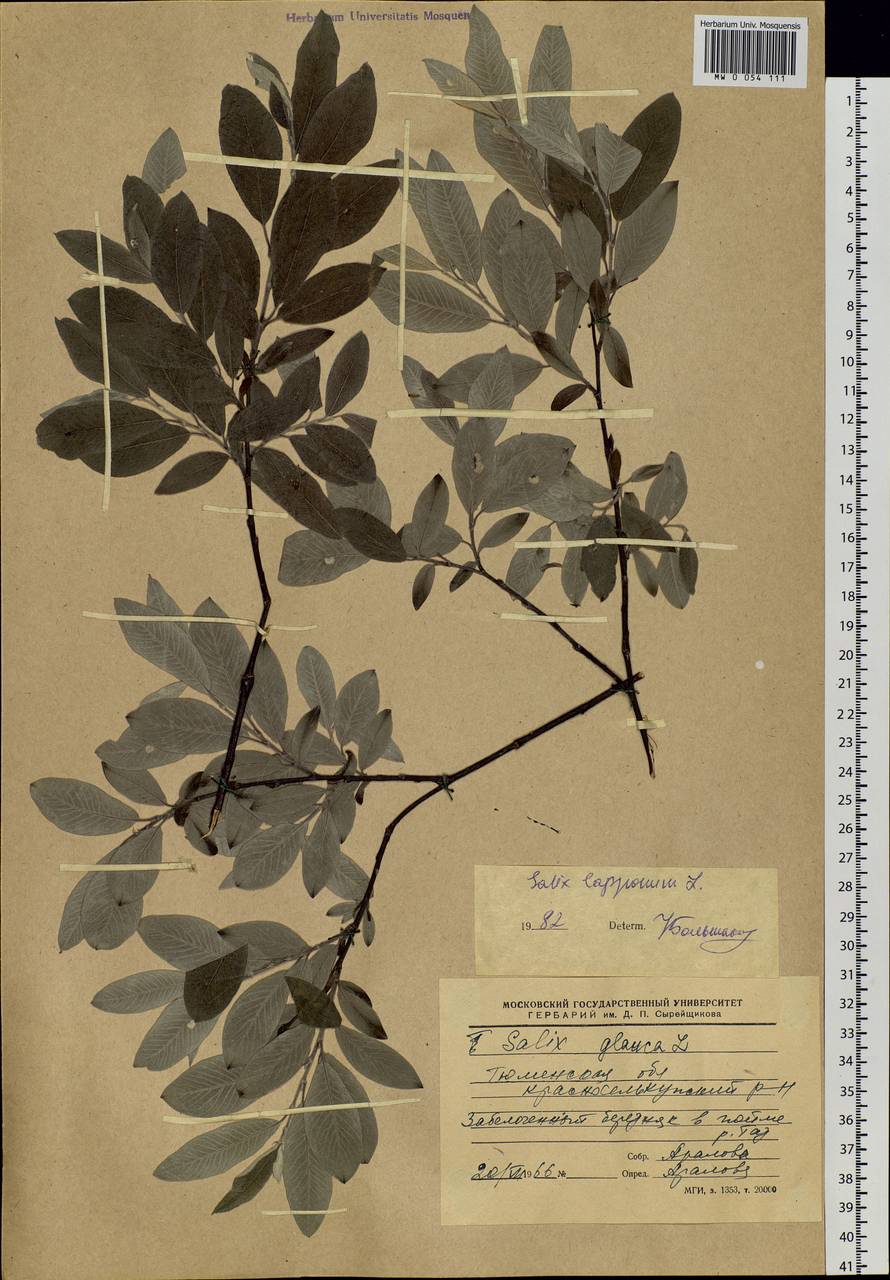 Salix lapponum, Siberia, Western Siberia (S1) (Russia)