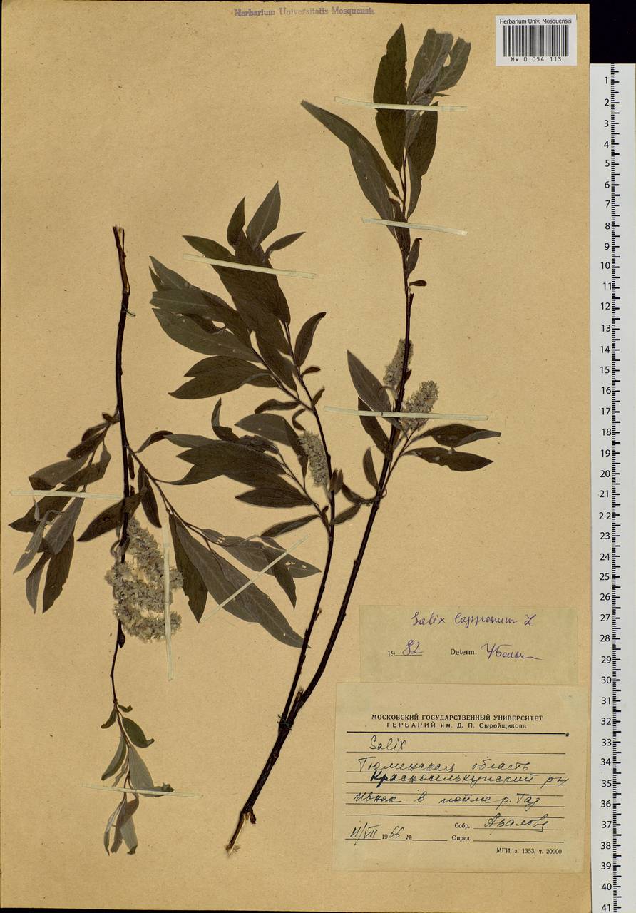 Salix lapponum L., Siberia, Western Siberia (S1) (Russia)