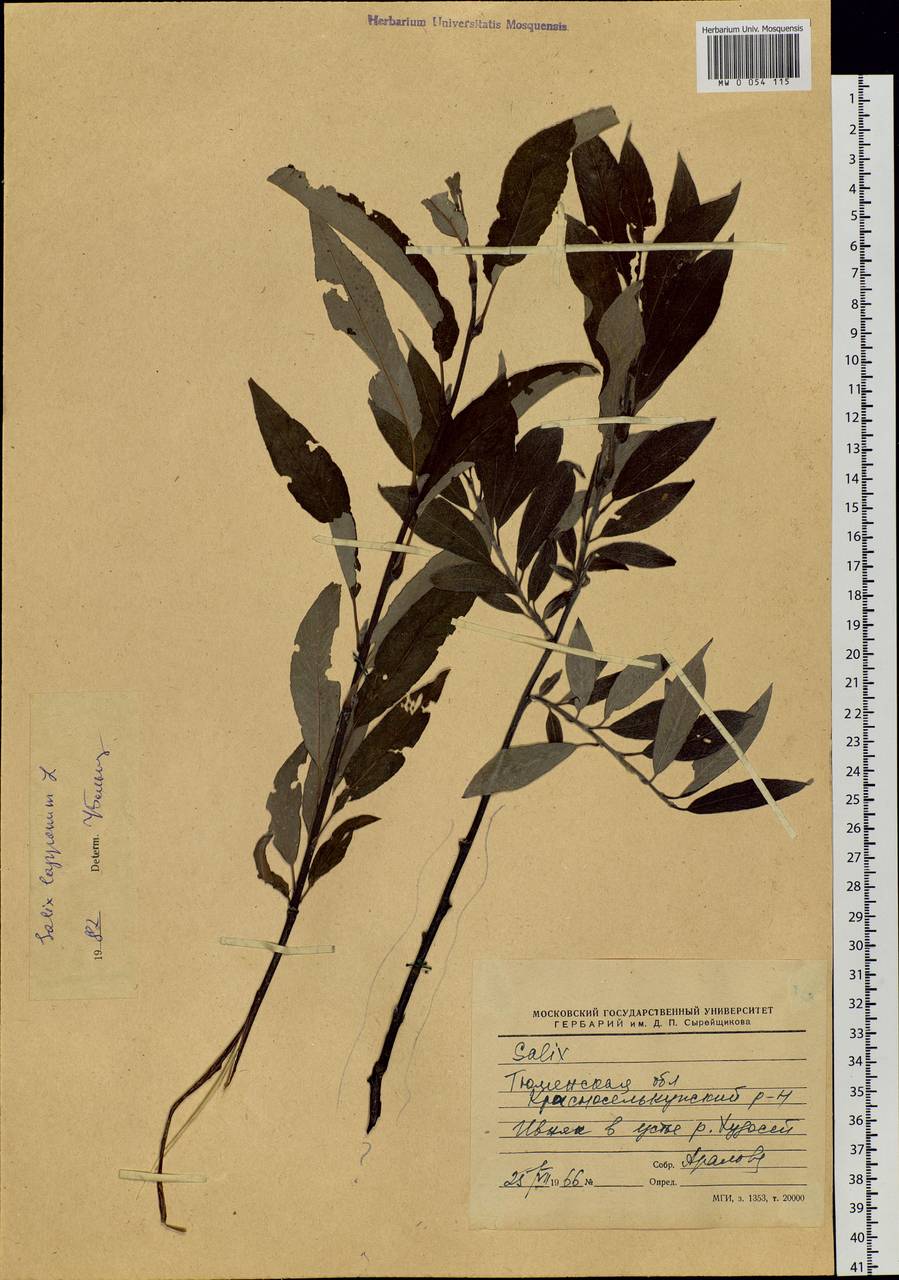 Salix lapponum L., Siberia, Western Siberia (S1) (Russia)