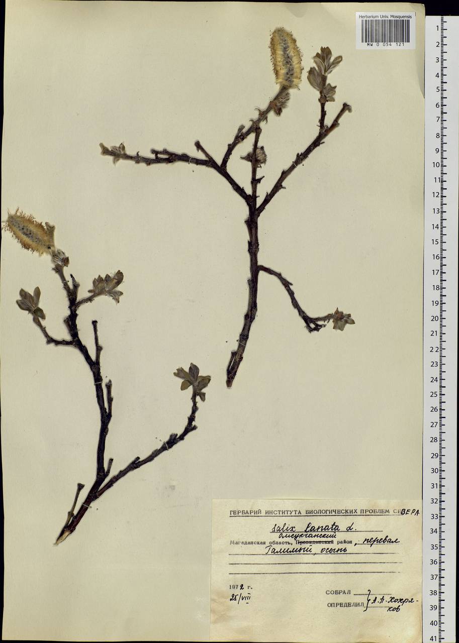 Salix lanata L., Siberia, Chukotka & Kamchatka (S7) (Russia)