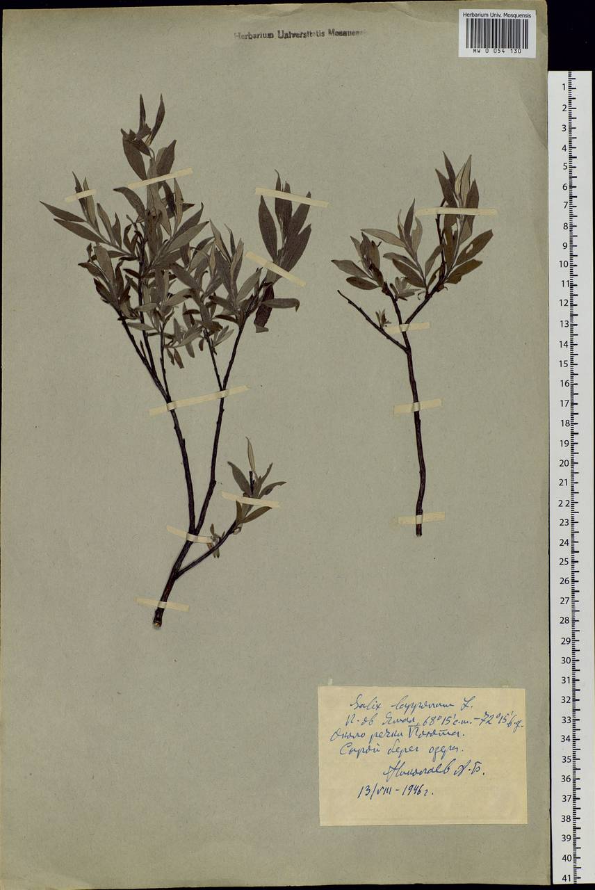 Salix lapponum L., Siberia, Western Siberia (S1) (Russia)