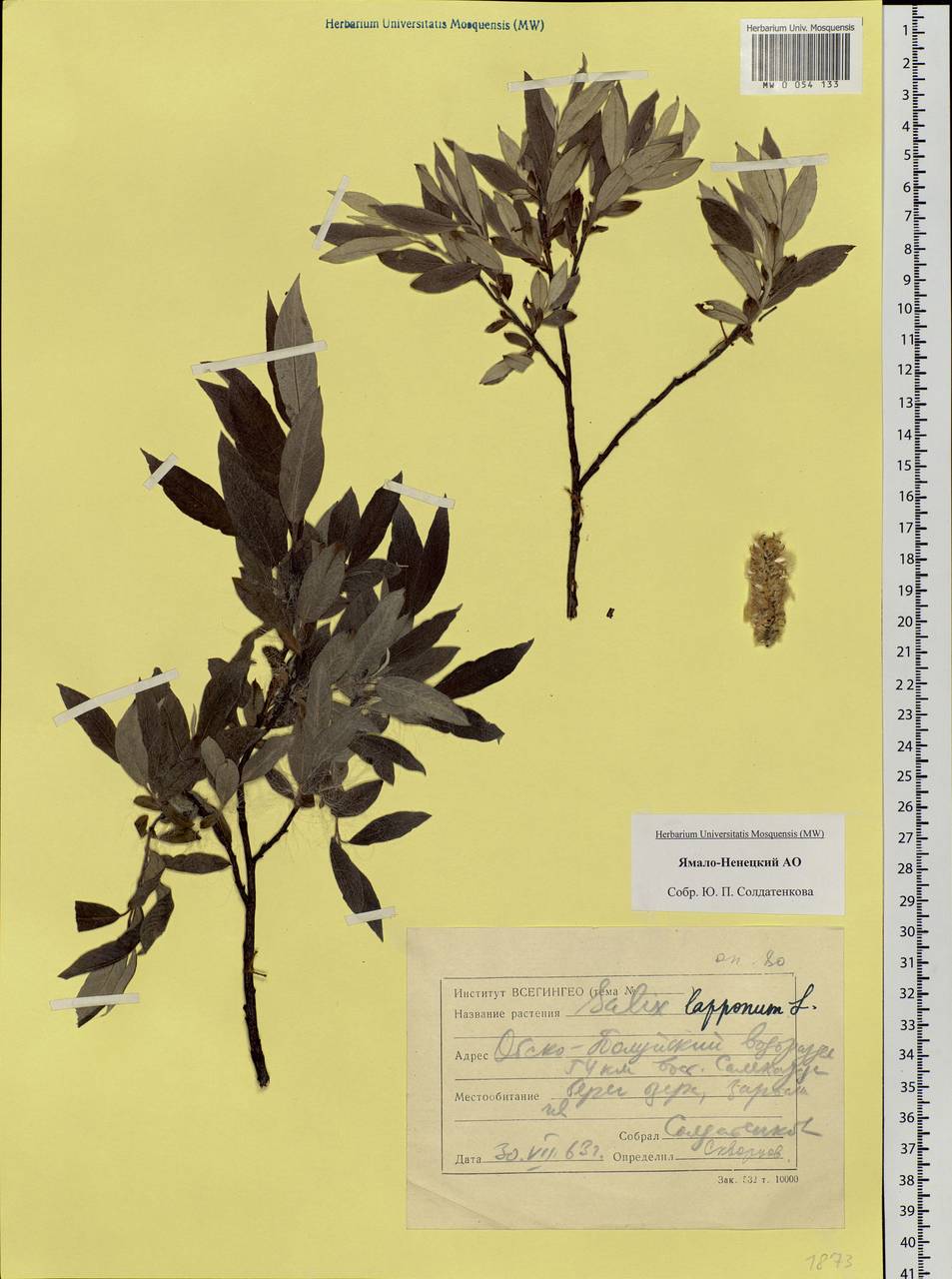 Salix lapponum, Siberia, Western Siberia (S1) (Russia)