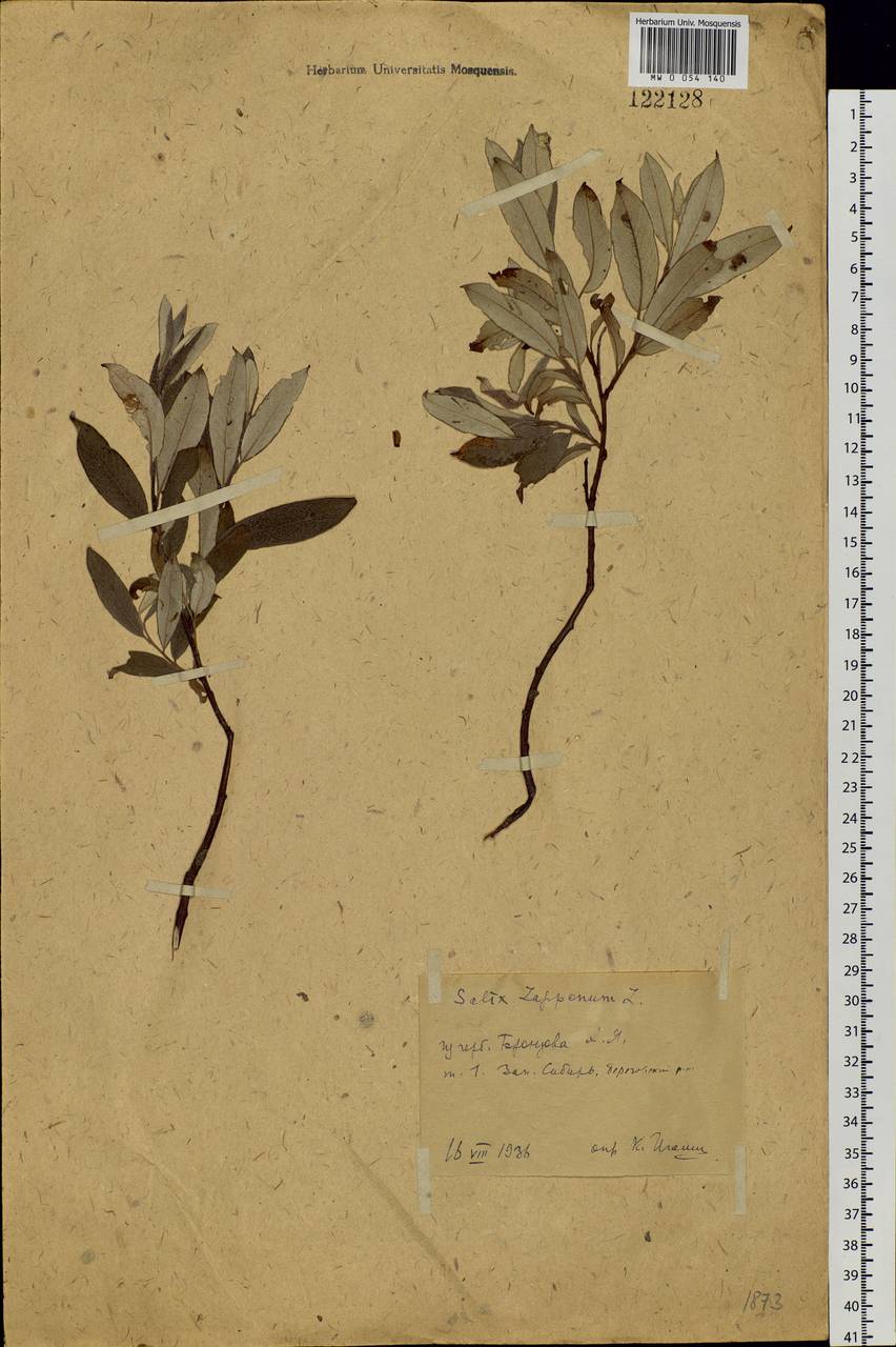 Salix lapponum, Siberia, Western Siberia (S1) (Russia)