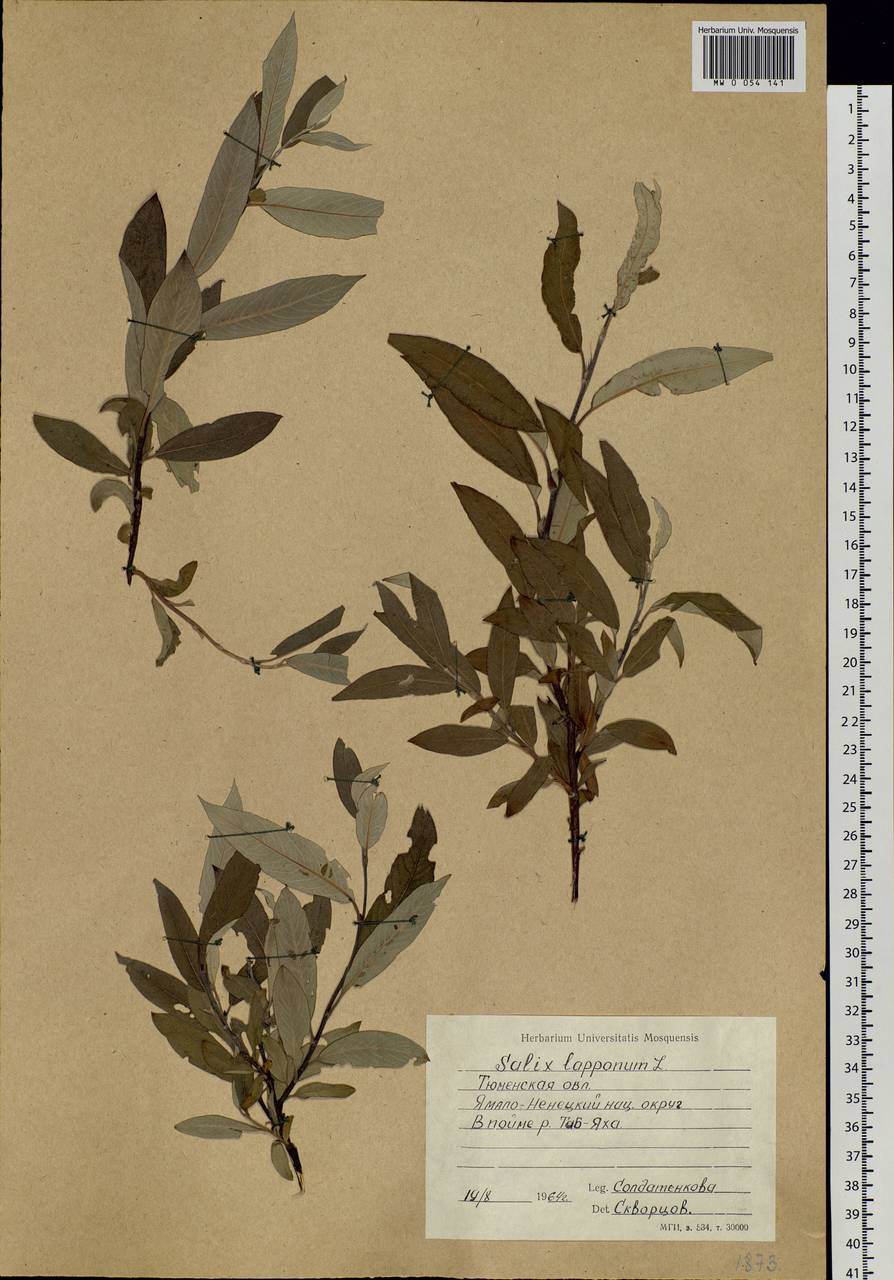 Salix lapponum, Siberia, Western Siberia (S1) (Russia)