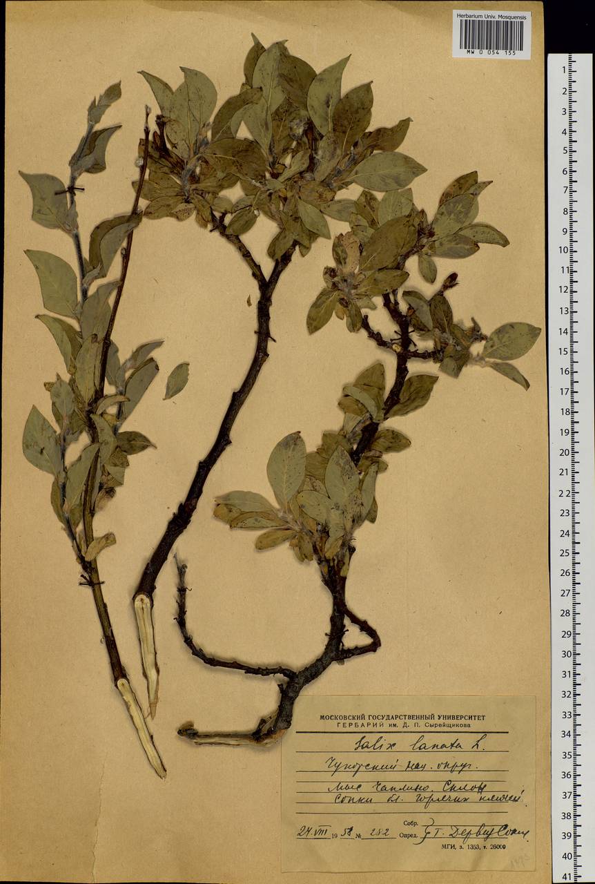 Salix lanata L., Siberia, Chukotka & Kamchatka (S7) (Russia)