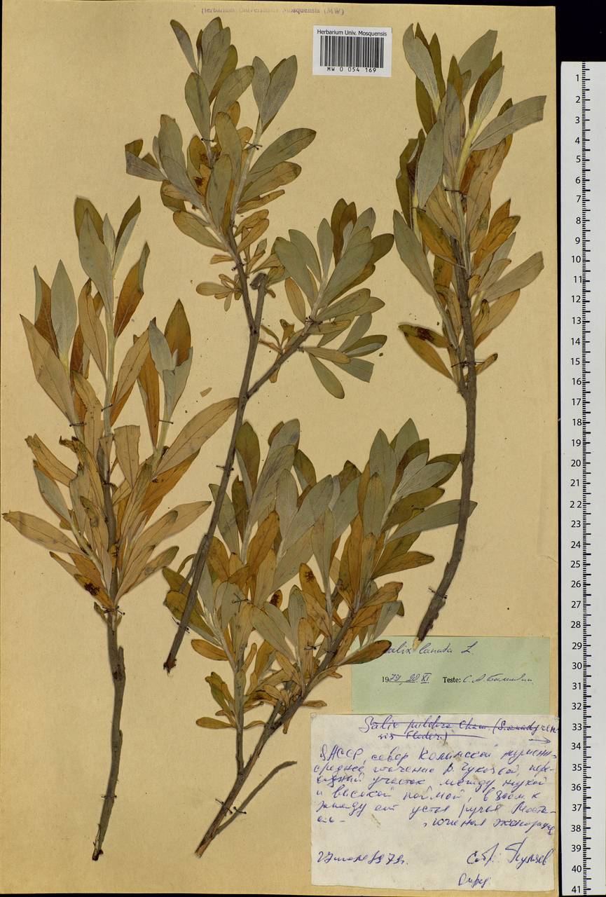 Salix lanata L., Siberia, Yakutia (S5) (Russia)