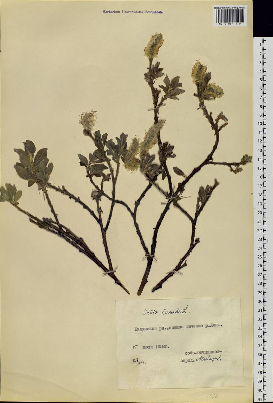 Salix lanata L., Siberia, Yakutia (S5) (Russia)