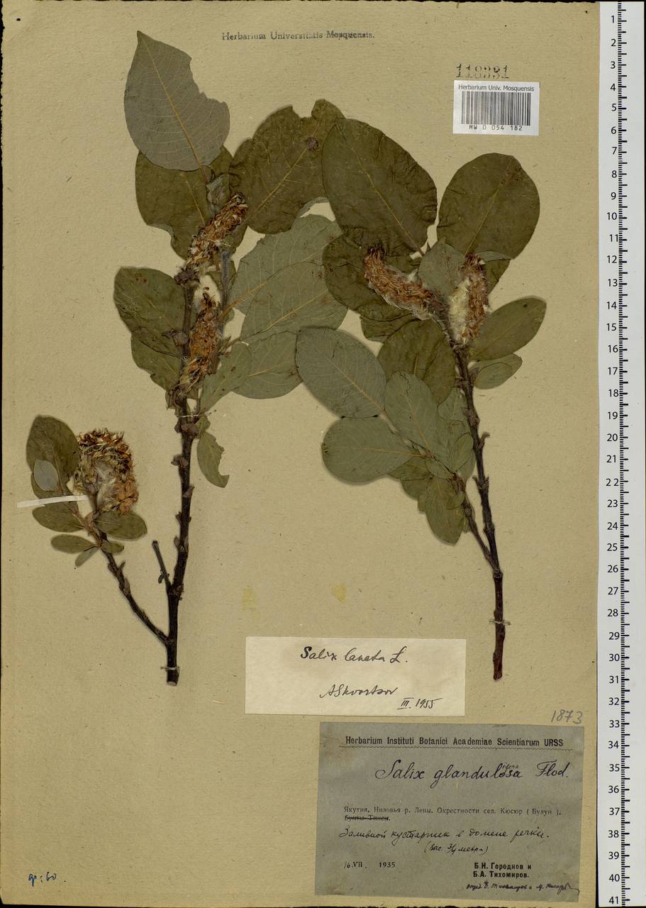 Salix lanata L., Siberia, Yakutia (S5) (Russia)