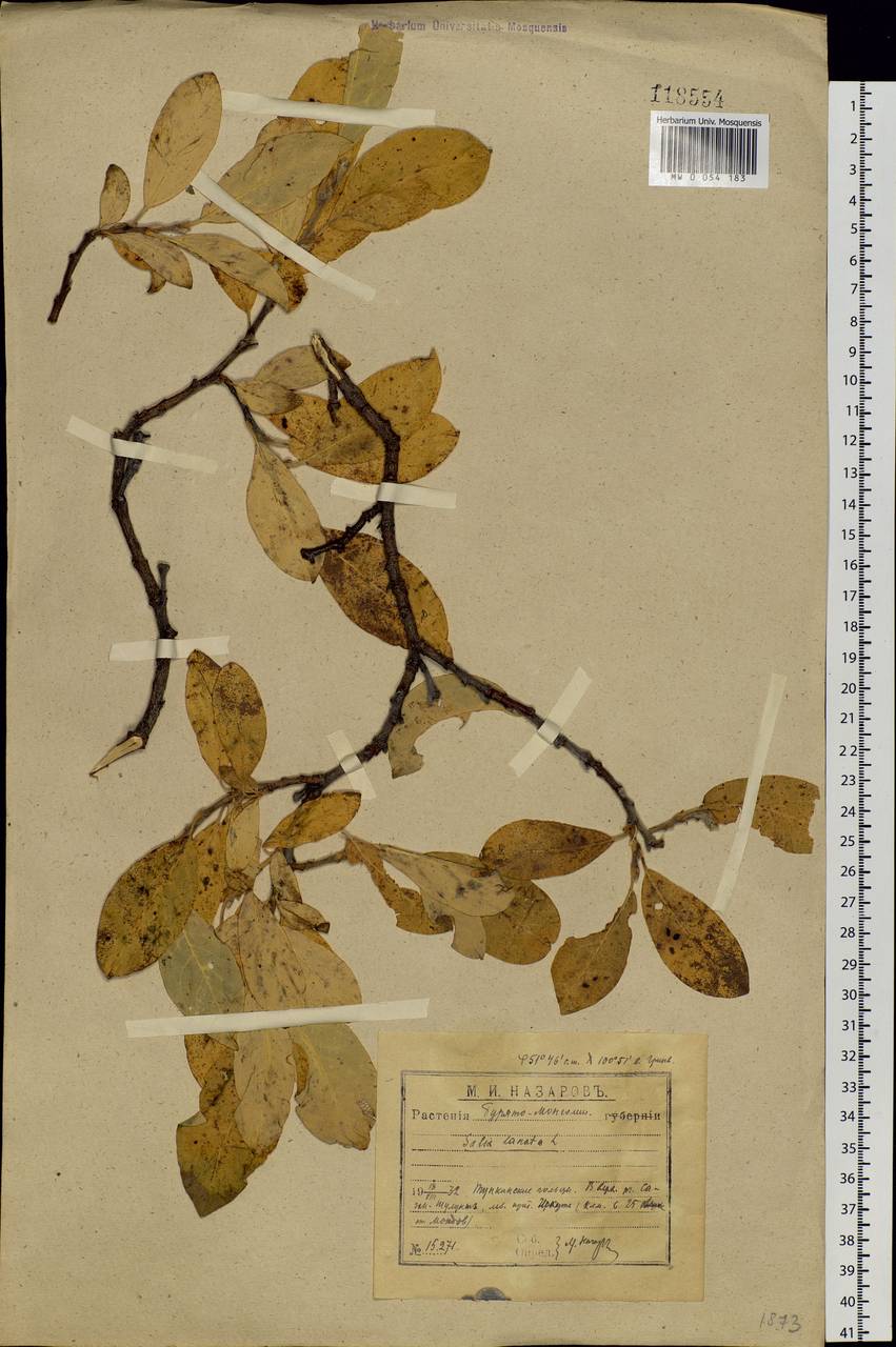Salix lanata L., Siberia, Baikal & Transbaikal region (S4) (Russia)