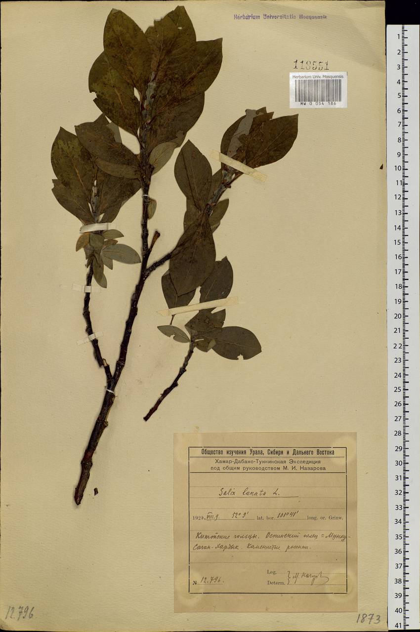 Salix lanata L., Siberia, Baikal & Transbaikal region (S4) (Russia)