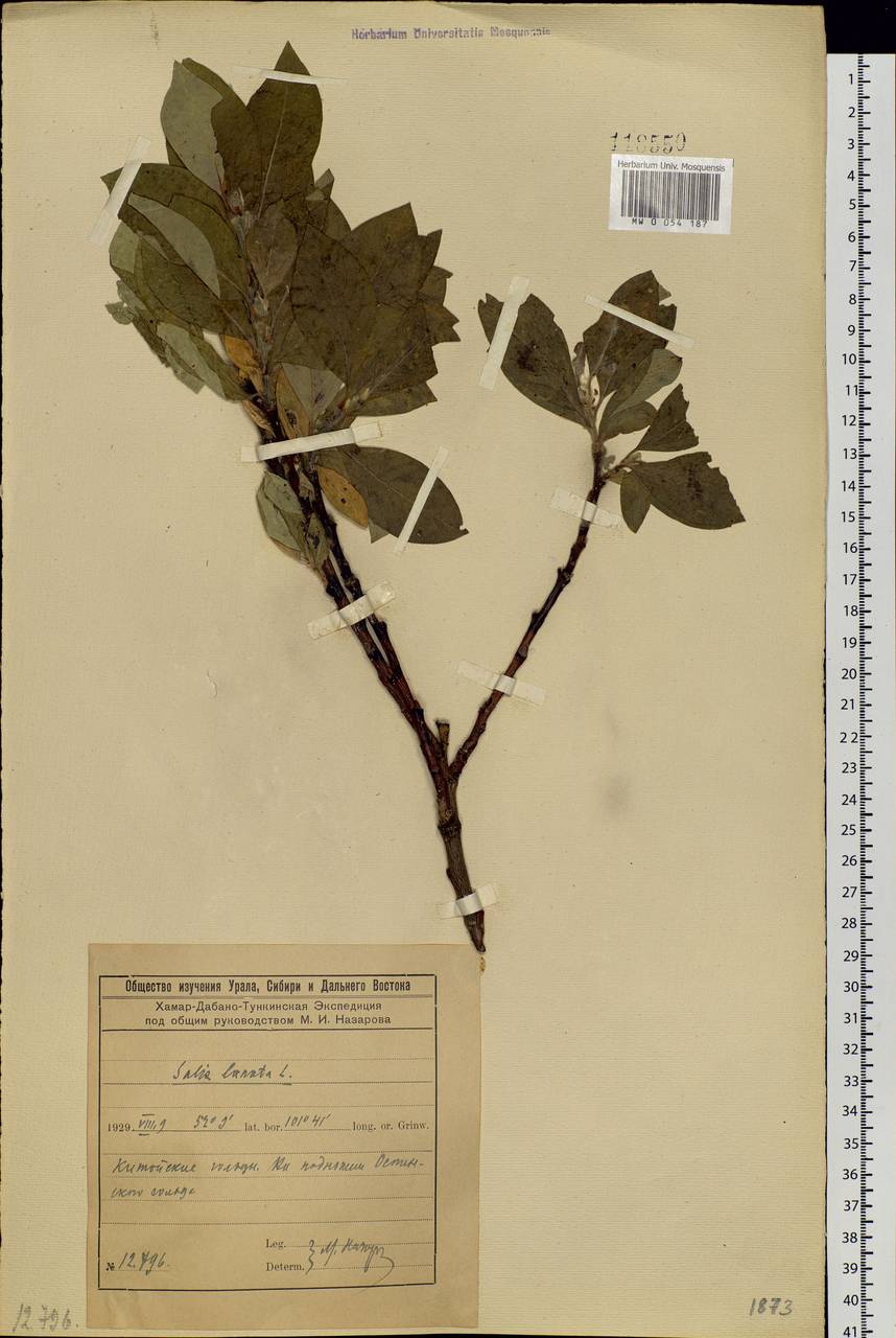 Salix lanata L., Siberia, Baikal & Transbaikal region (S4) (Russia)