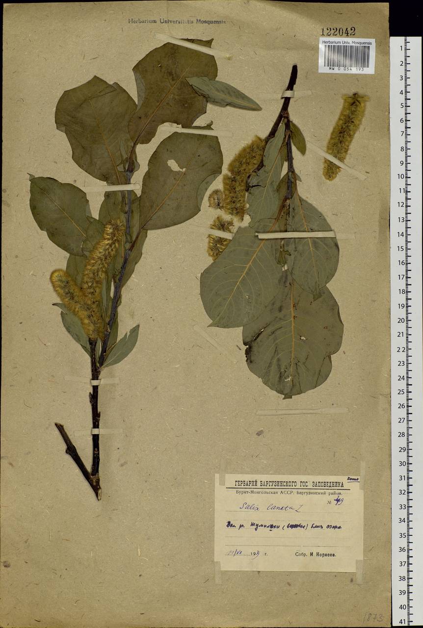 Salix lanata L., Siberia, Baikal & Transbaikal region (S4) (Russia)