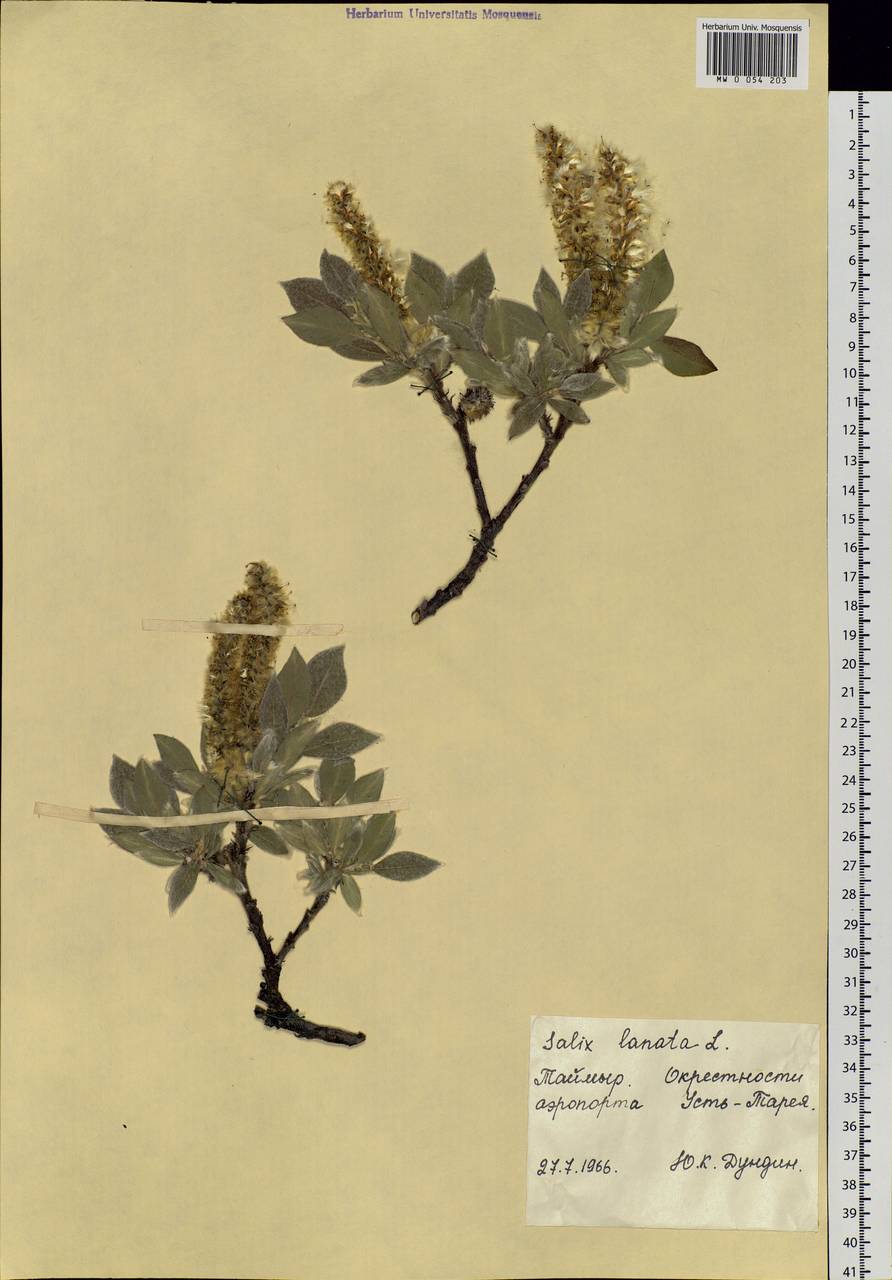 Salix lanata L., Siberia, Central Siberia (S3) (Russia)