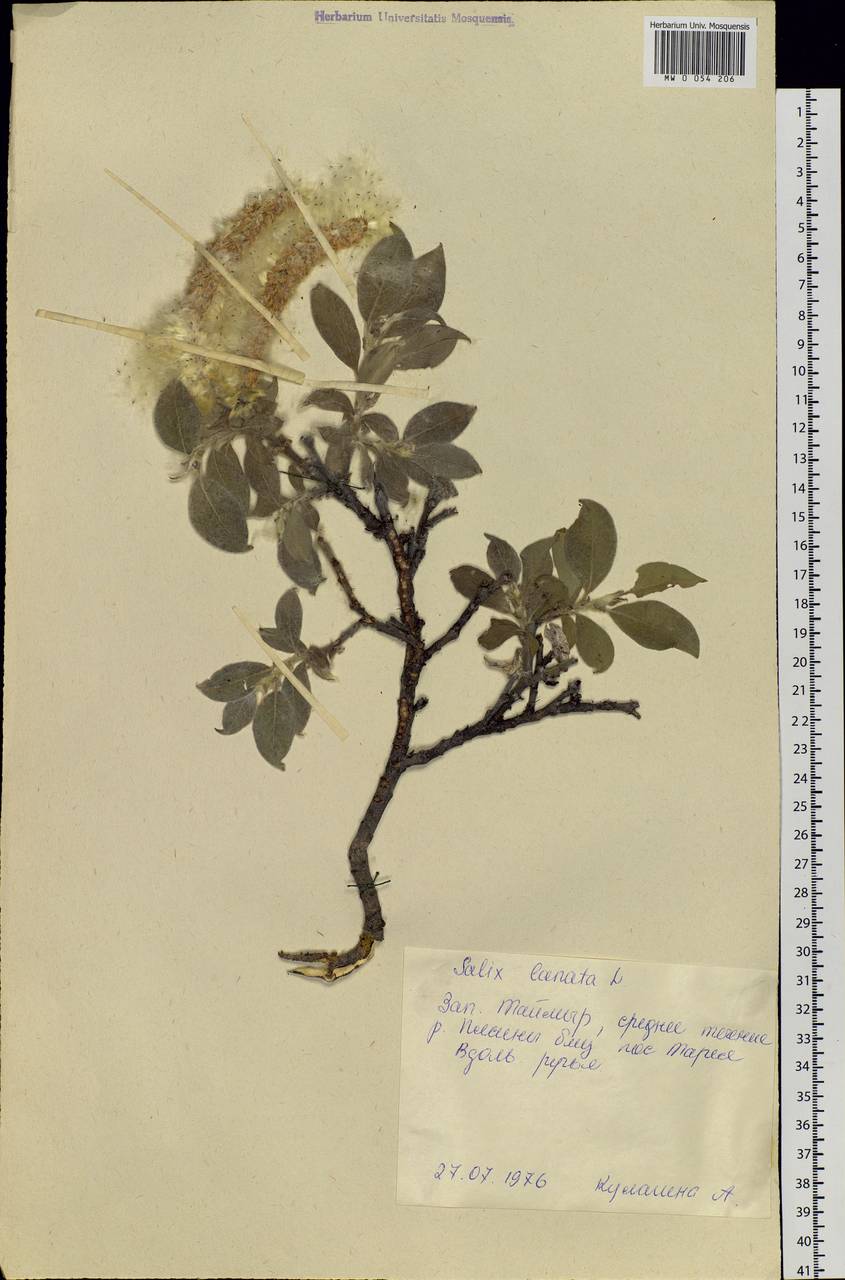 Salix lanata L., Siberia, Central Siberia (S3) (Russia)