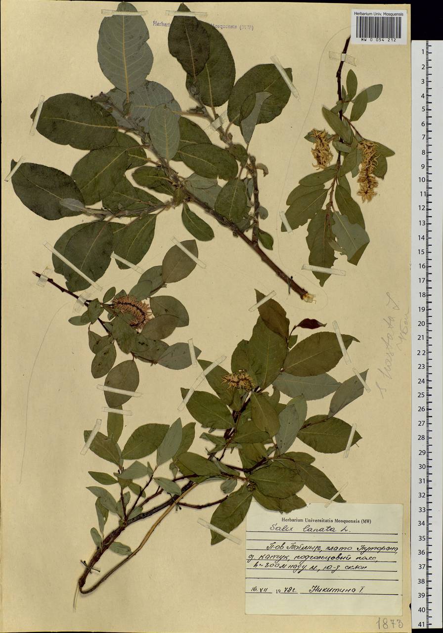 Salix lanata L., Siberia, Central Siberia (S3) (Russia)