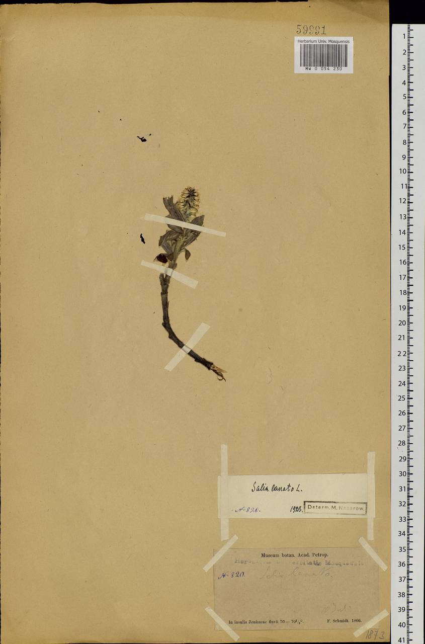 Salix lanata L., Siberia, Central Siberia (S3) (Russia)