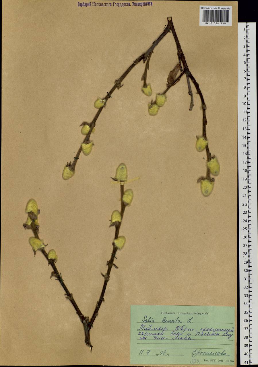 Salix lanata L., Siberia, Central Siberia (S3) (Russia)