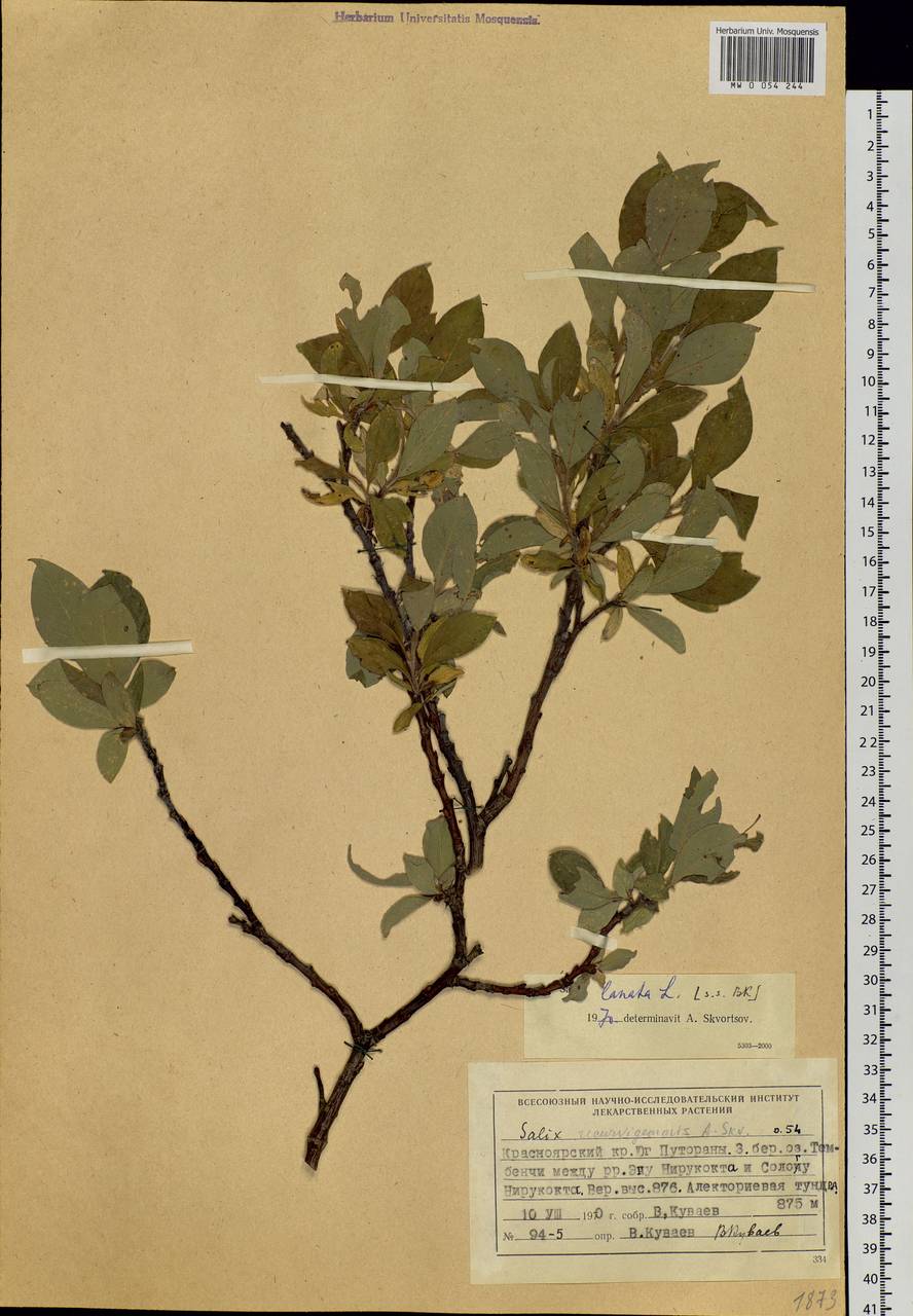 Salix lanata L., Siberia, Central Siberia (S3) (Russia)