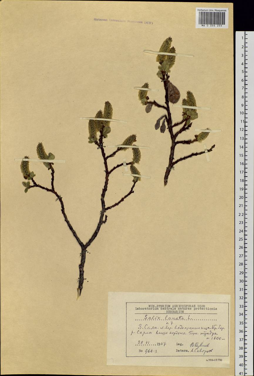 Salix lanata L., Siberia, Altai & Sayany Mountains (S2) (Russia)