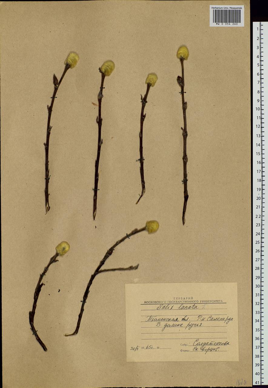 Salix lanata L., Siberia, Western Siberia (S1) (Russia)