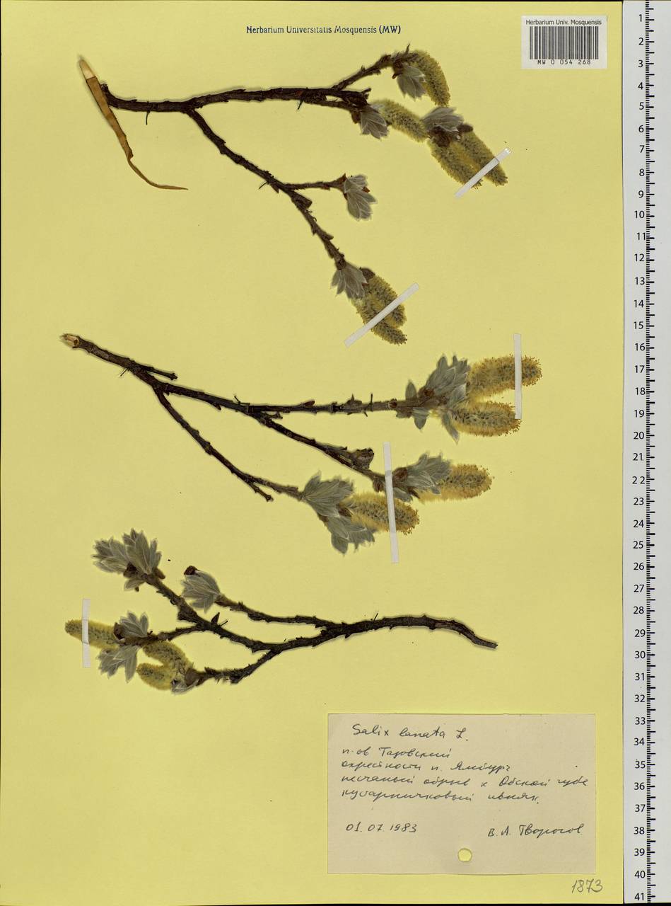 Salix lanata L., Siberia, Western Siberia (S1) (Russia)