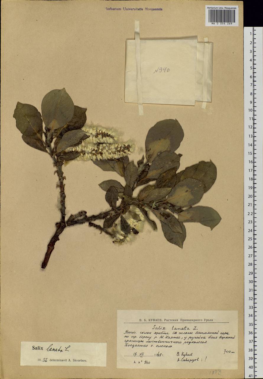 Salix lanata L., Siberia, Western Siberia (S1) (Russia)