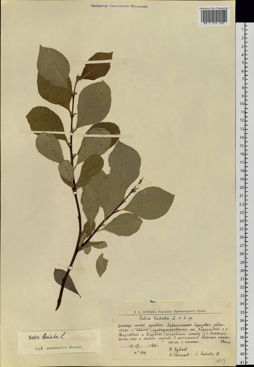 Salix lanata L., Eastern Europe, Northern region (E1) (Russia)