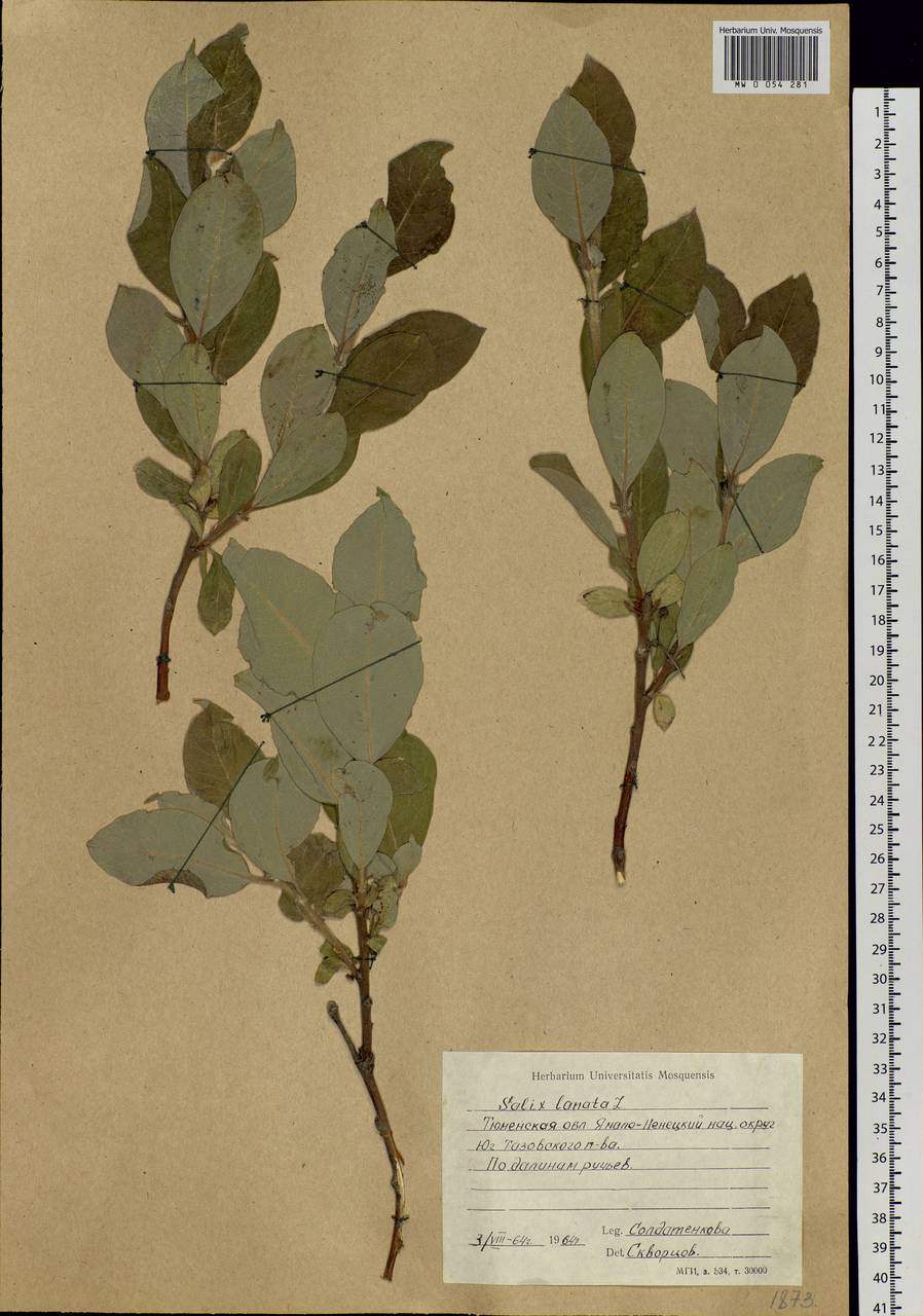 Salix lanata L., Siberia, Western Siberia (S1) (Russia)