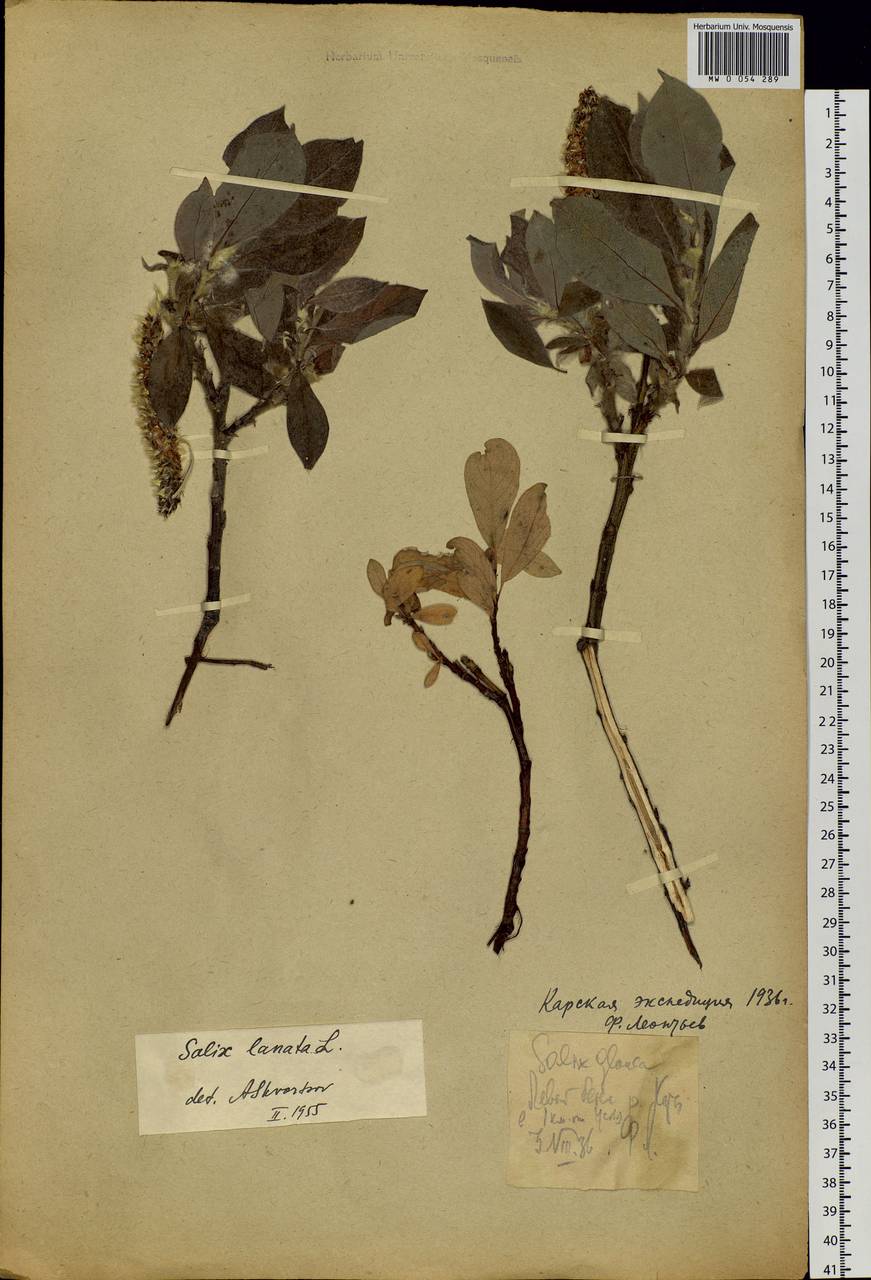 Salix lanata L., Eastern Europe, Northern region (E1) (Russia)