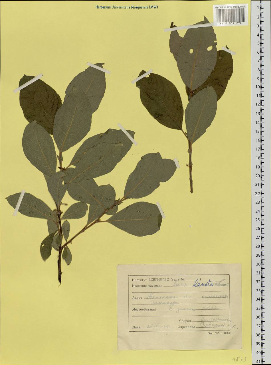 Salix lanata L., Siberia, Western Siberia (S1) (Russia)
