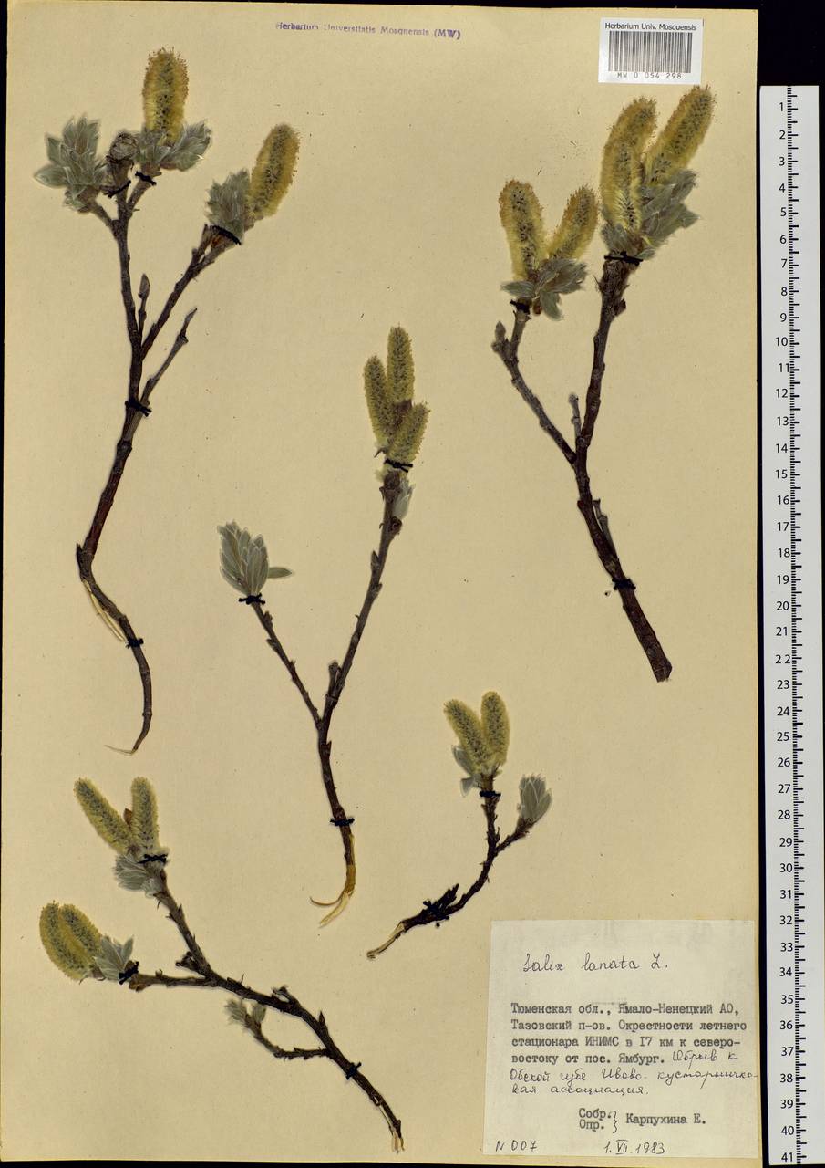 Salix lanata L., Siberia, Western Siberia (S1) (Russia)