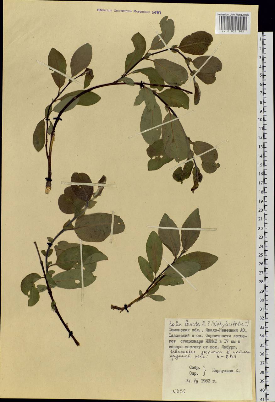 Salix lanata L., Siberia, Western Siberia (S1) (Russia)