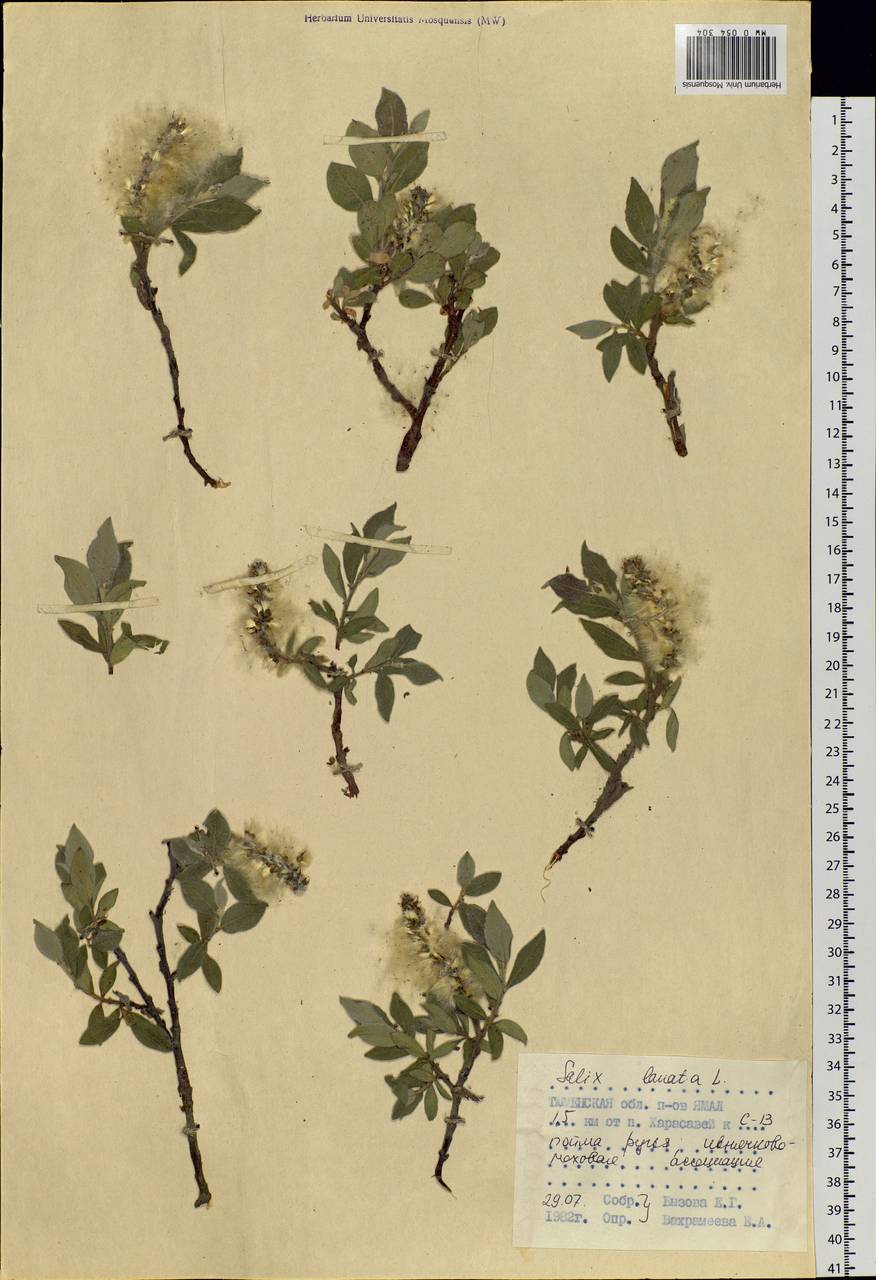Salix lanata L., Siberia, Western Siberia (S1) (Russia)