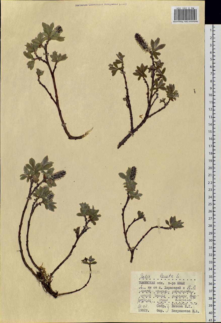 Salix lanata L., Siberia, Western Siberia (S1) (Russia)