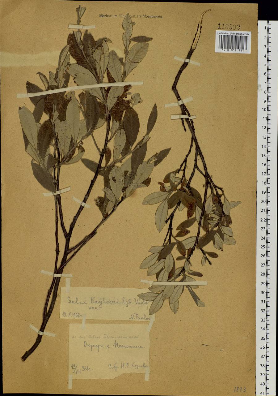 Salix krylovii E. Wolf, Siberia, Chukotka & Kamchatka (S7) (Russia)