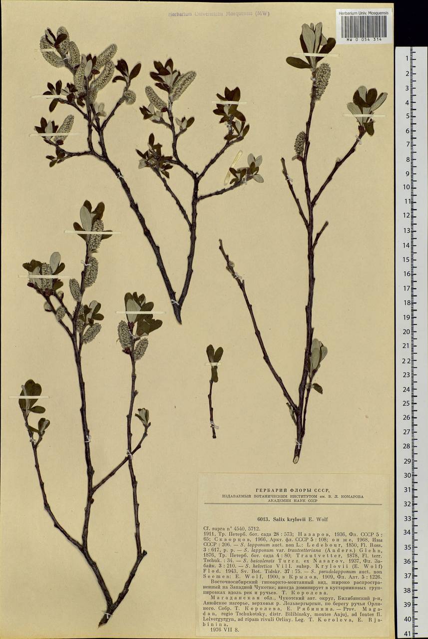 Salix krylovii E. Wolf, Siberia, Chukotka & Kamchatka (S7) (Russia)