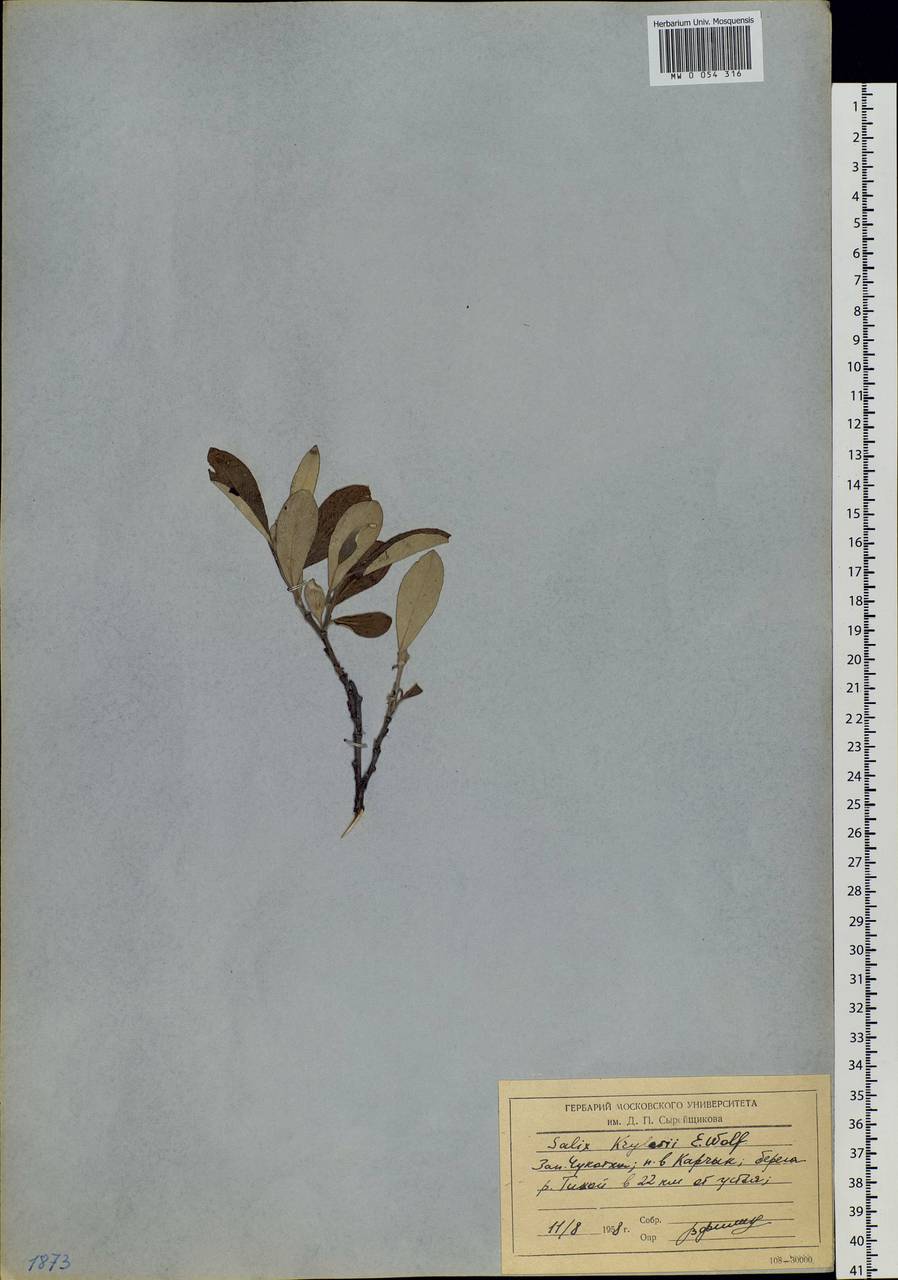 Salix krylovii E. Wolf, Siberia, Chukotka & Kamchatka (S7) (Russia)