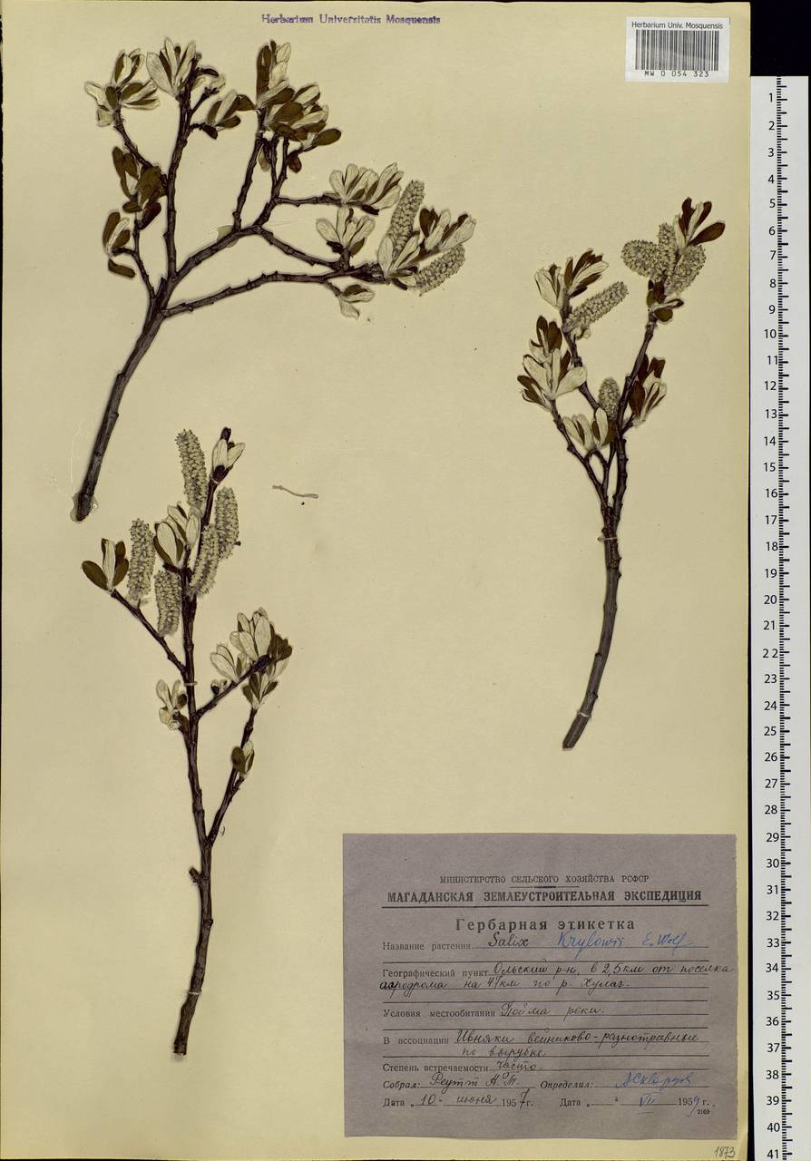 Salix krylovii E. Wolf, Siberia, Chukotka & Kamchatka (S7) (Russia)
