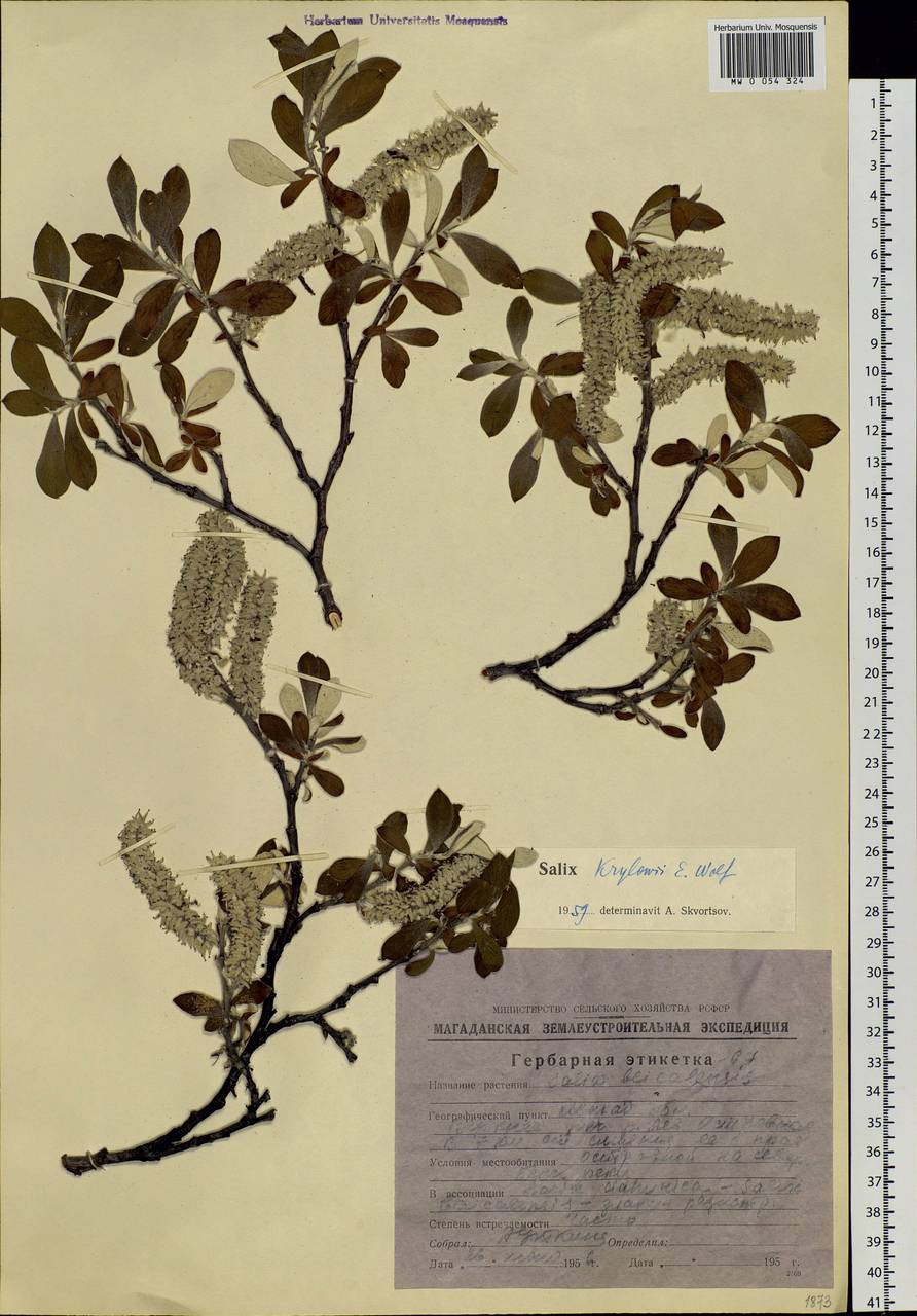 Salix krylovii E. Wolf, Siberia, Chukotka & Kamchatka (S7) (Russia)