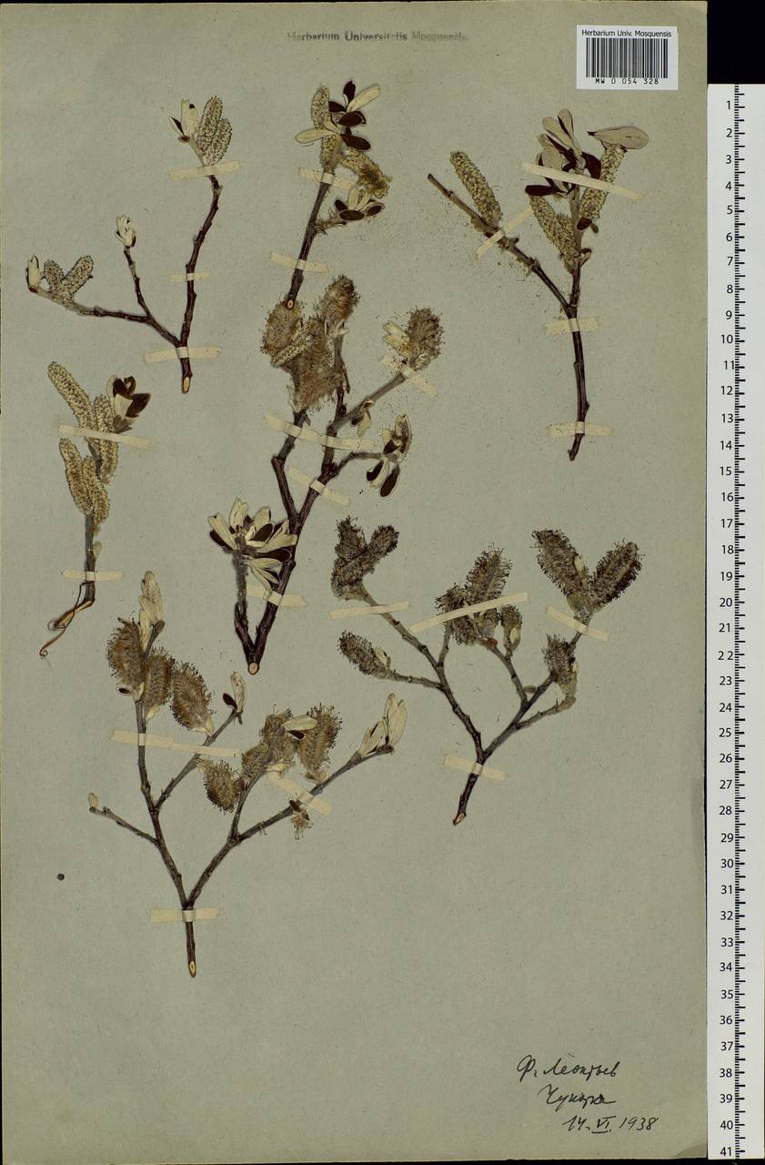 Salix krylovii E. Wolf, Siberia, Chukotka & Kamchatka (S7) (Russia)