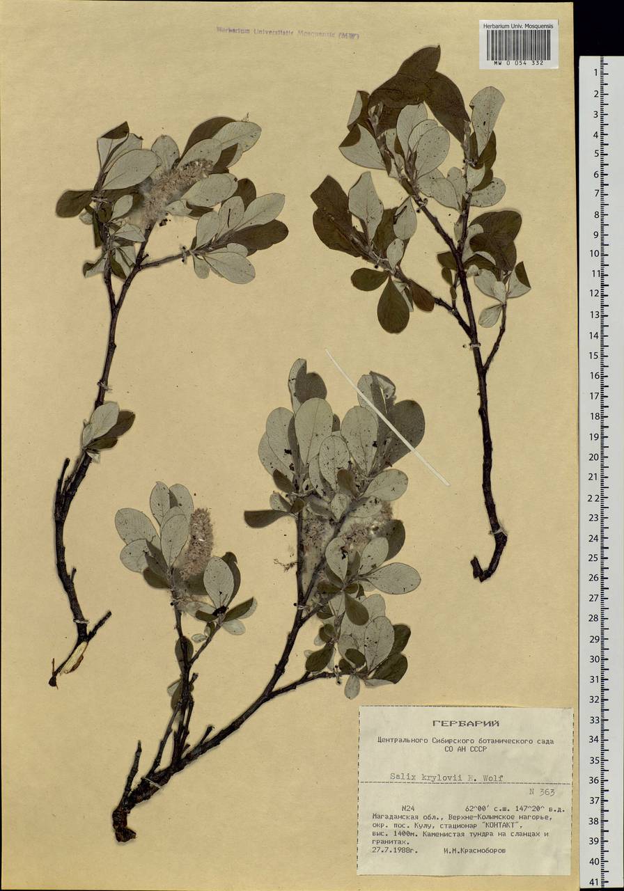 Salix krylovii E. Wolf, Siberia, Chukotka & Kamchatka (S7) (Russia)