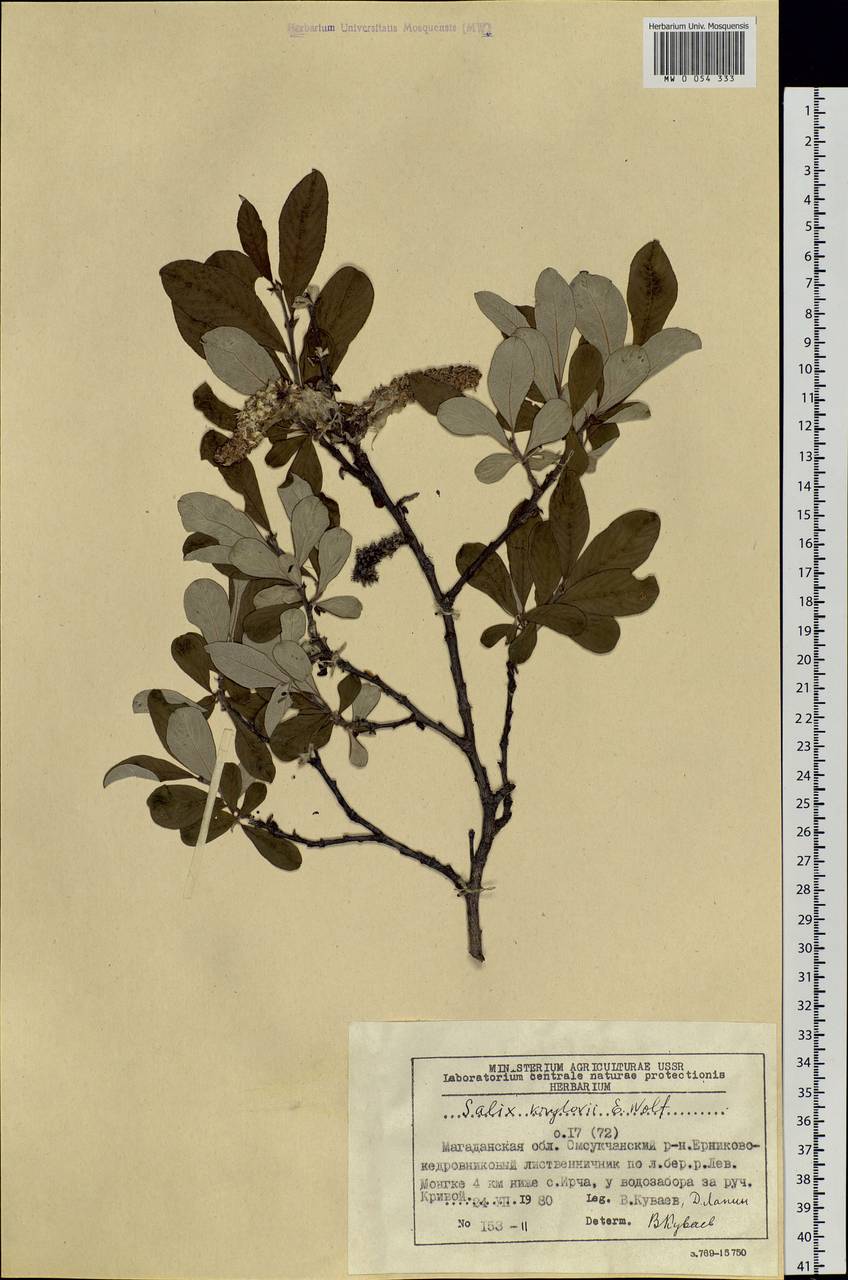 Salix krylovii E. Wolf, Siberia, Chukotka & Kamchatka (S7) (Russia)