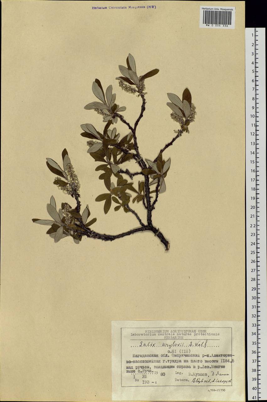 Salix krylovii E. Wolf, Siberia, Chukotka & Kamchatka (S7) (Russia)