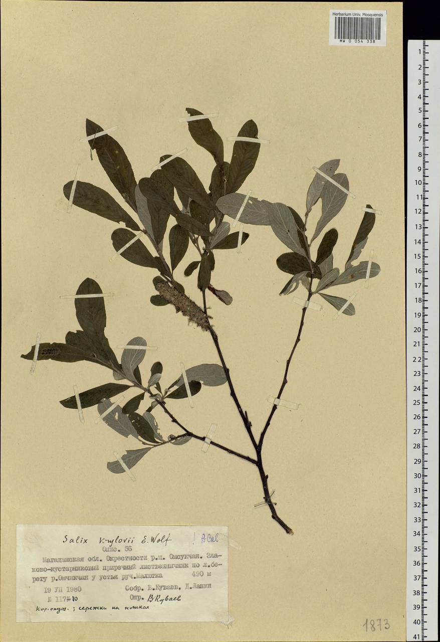 Salix krylovii E. Wolf, Siberia, Chukotka & Kamchatka (S7) (Russia)