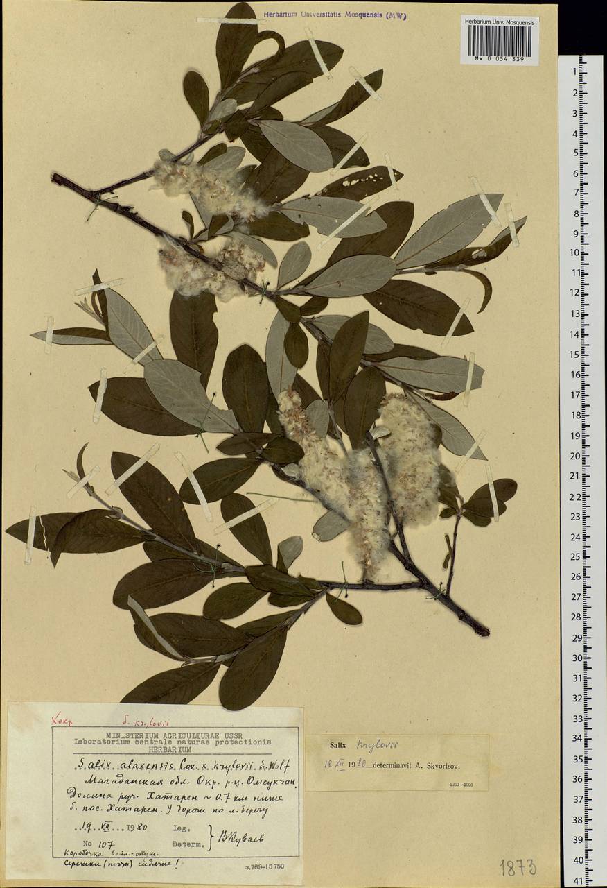 Salix krylovii E. Wolf, Siberia, Chukotka & Kamchatka (S7) (Russia)