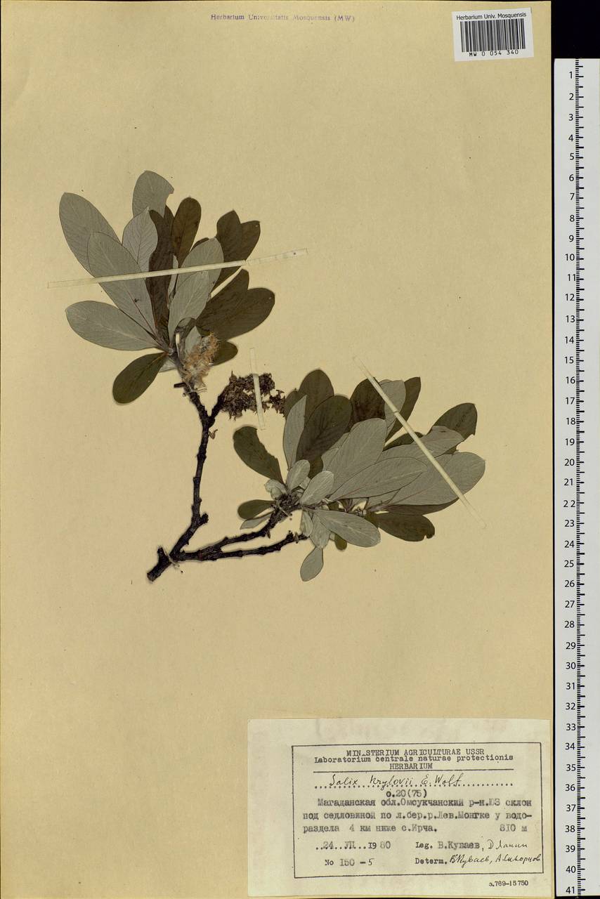 Salix krylovii E. Wolf, Siberia, Chukotka & Kamchatka (S7) (Russia)