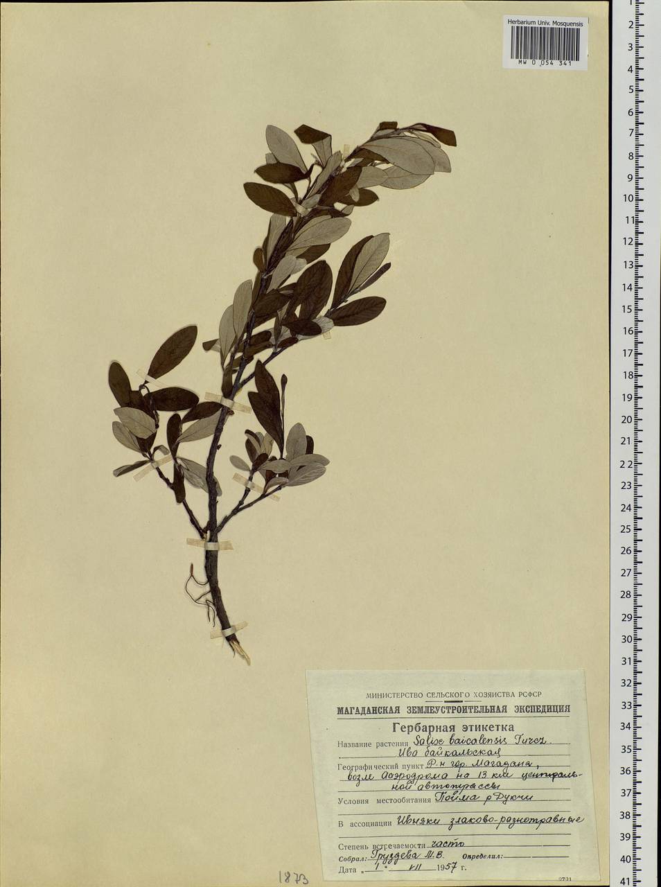 Salix krylovii E. Wolf, Siberia, Chukotka & Kamchatka (S7) (Russia)