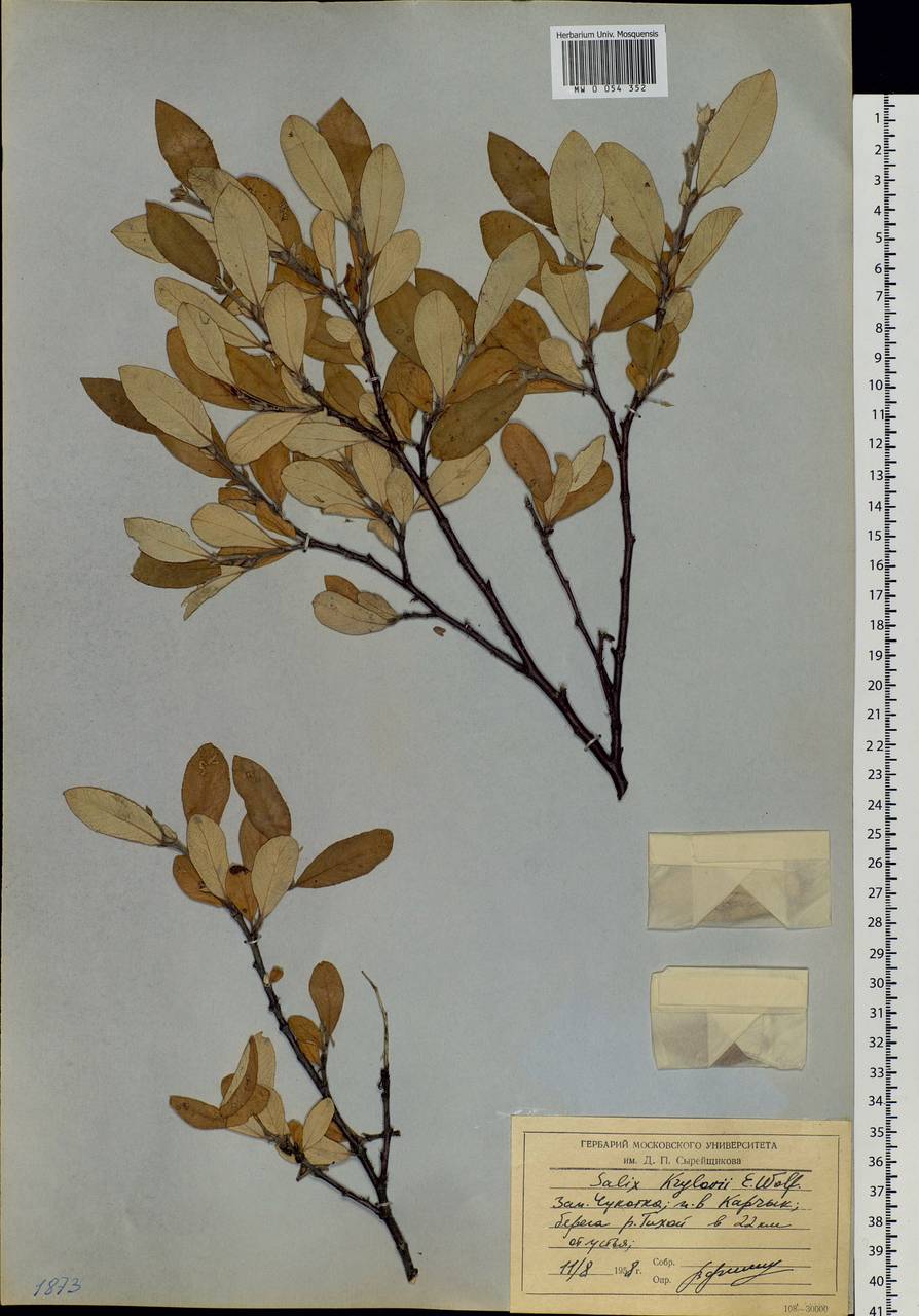 Salix krylovii E. Wolf, Siberia, Chukotka & Kamchatka (S7) (Russia)